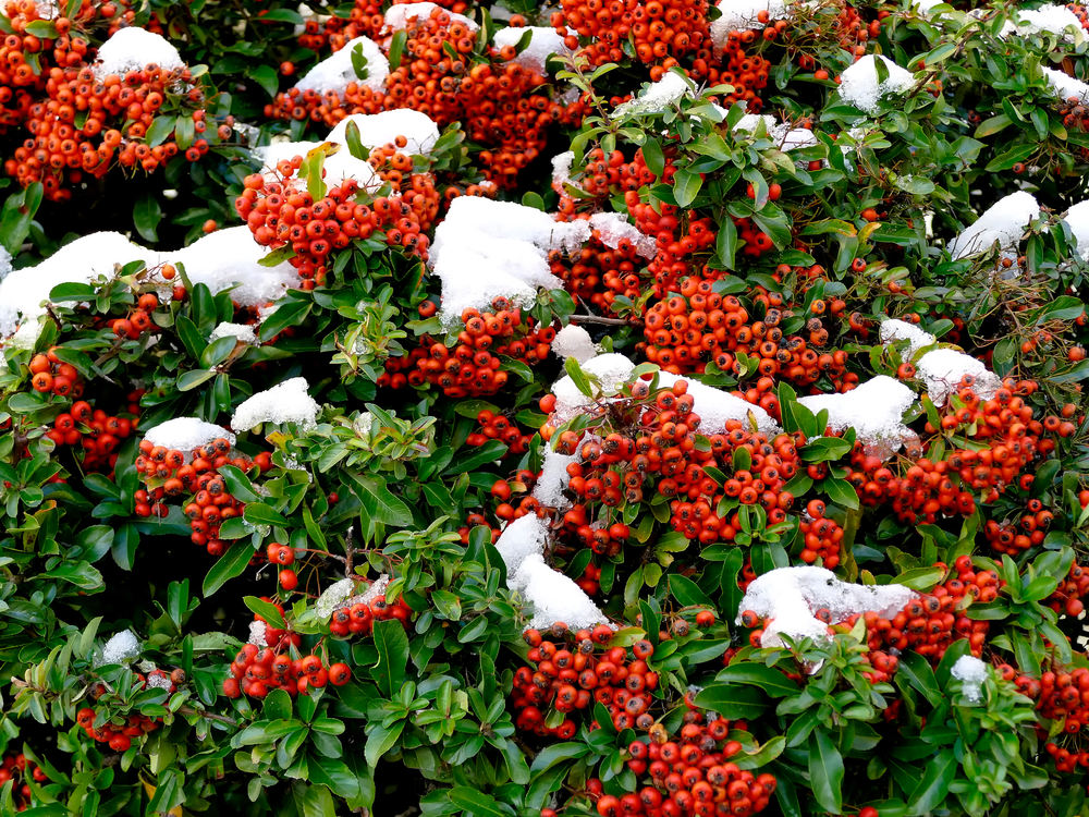 Plante cățărătoare rezistente iarna Pyracantha