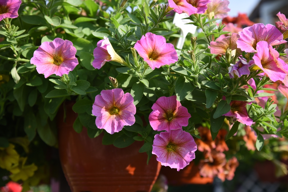 Plante de toamnă petchoa