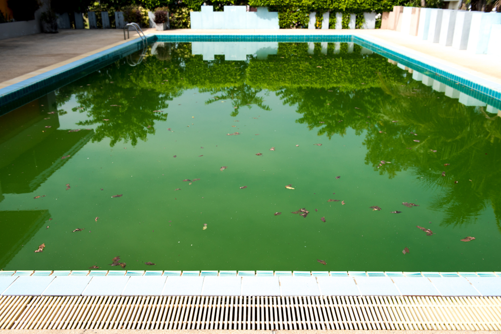ce se pune in piscina sa nu inverzeasca shutterstock