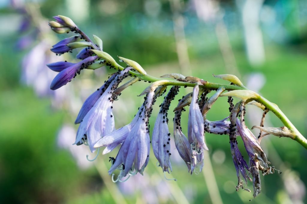 combaterea afidelor bio