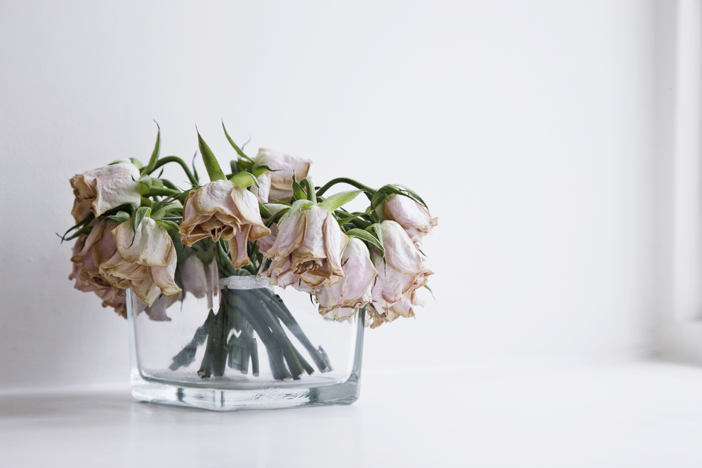 cum salvezi florile ofilite shutterstock