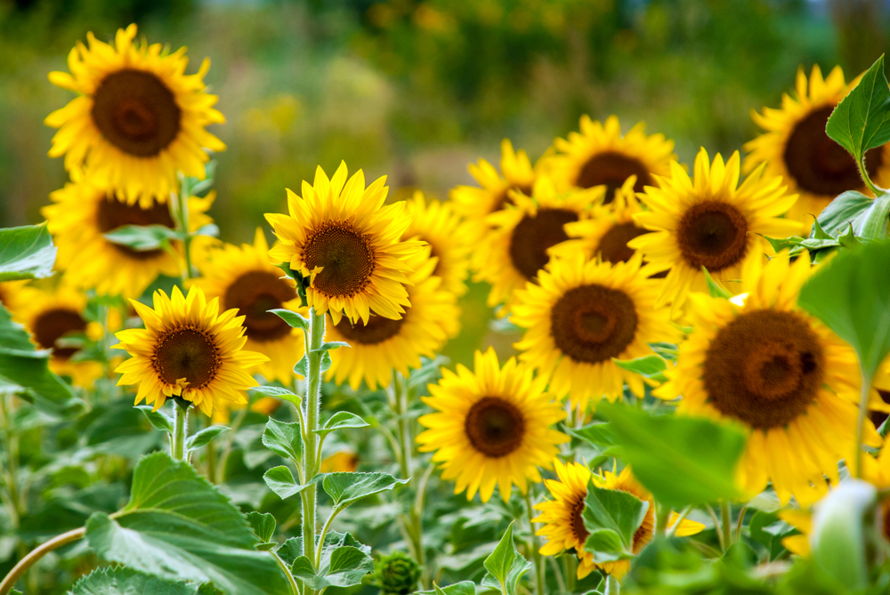 ce flori sa nu plantezi langa legume shutterstock