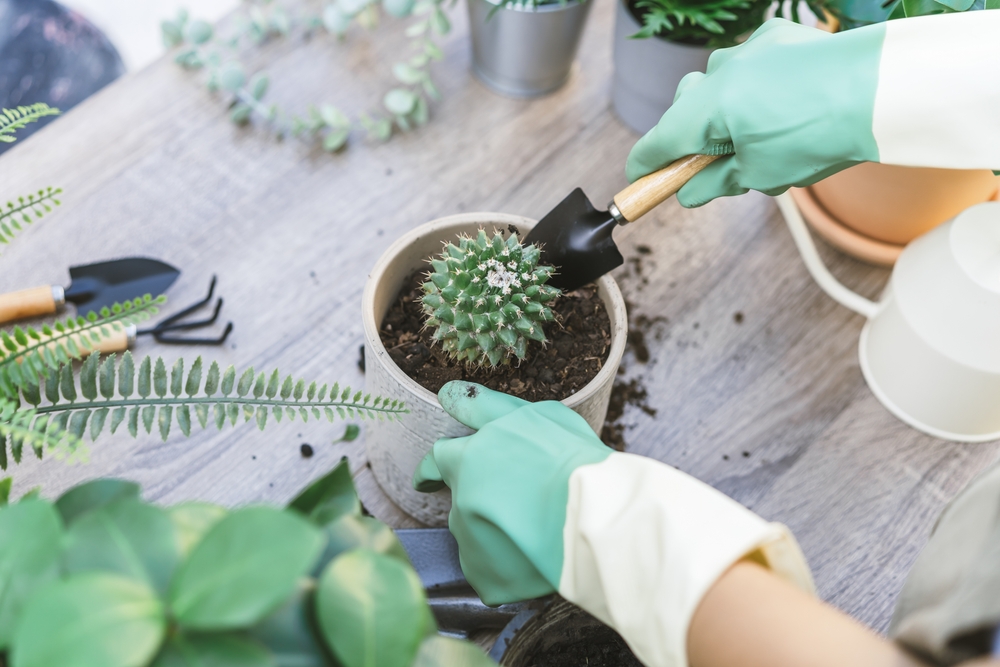 ce pamant se pune la cactus shutterstock