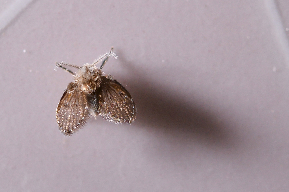 musculite umezeala baie shutterstock