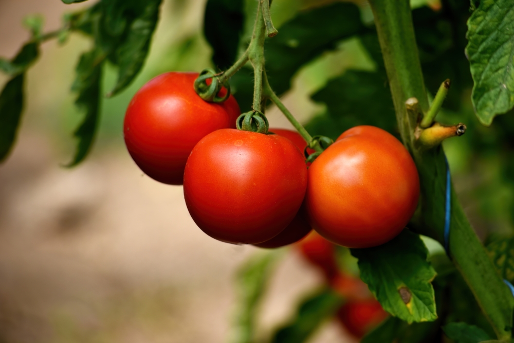 stropirea rosiilor cu bicarbonat de sodiu shutterstock