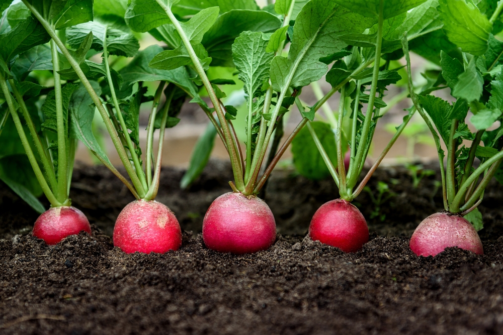 ce se plantează în martie shutterstock