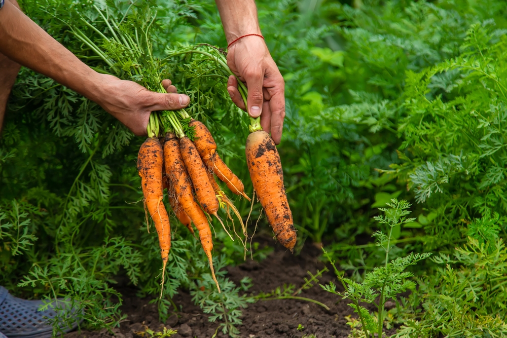ce se plantează în martie shutterstock