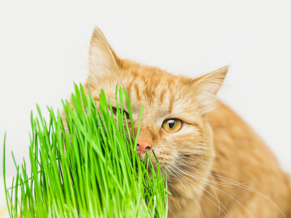 iarba matei shutterstock