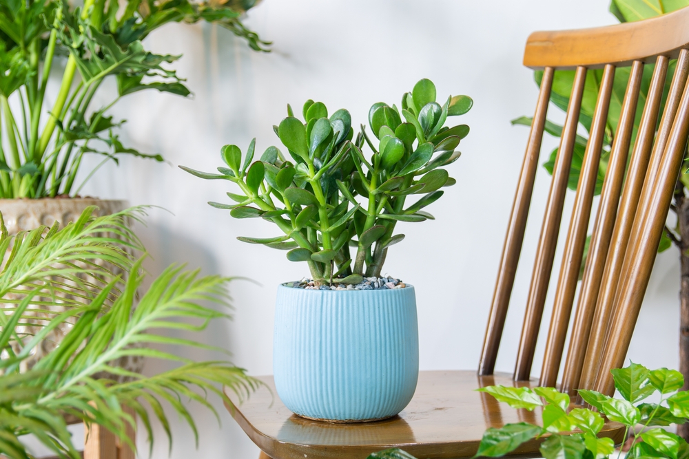 planta banului crassula ovata