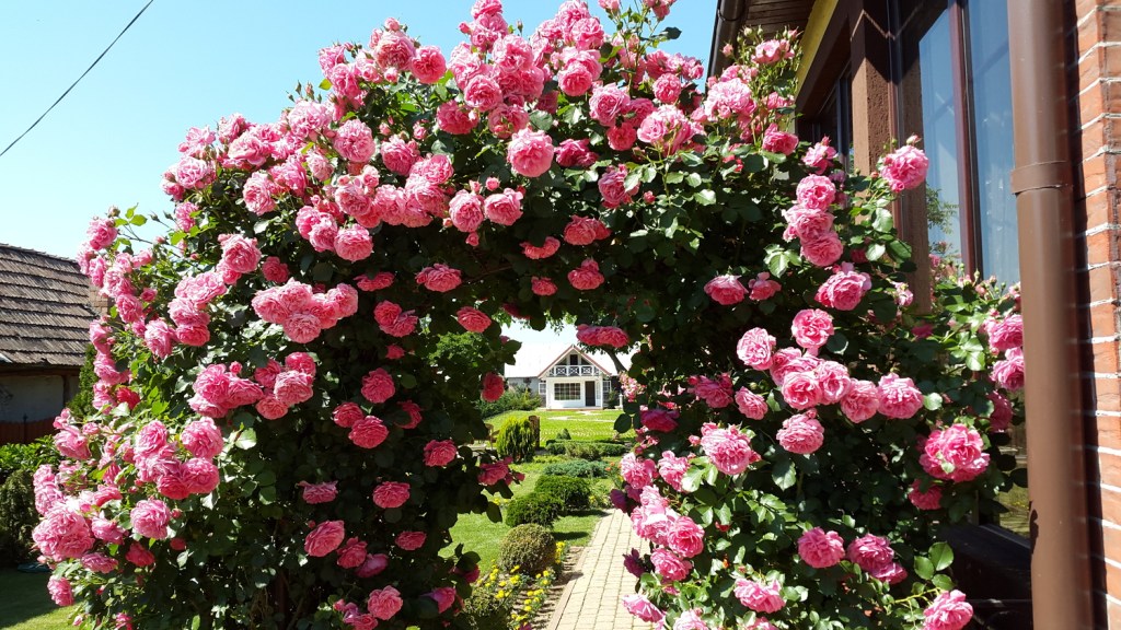 Odată cu renovarea, Alin a descoperit cât de mult îi place grădinăritul pur estetic