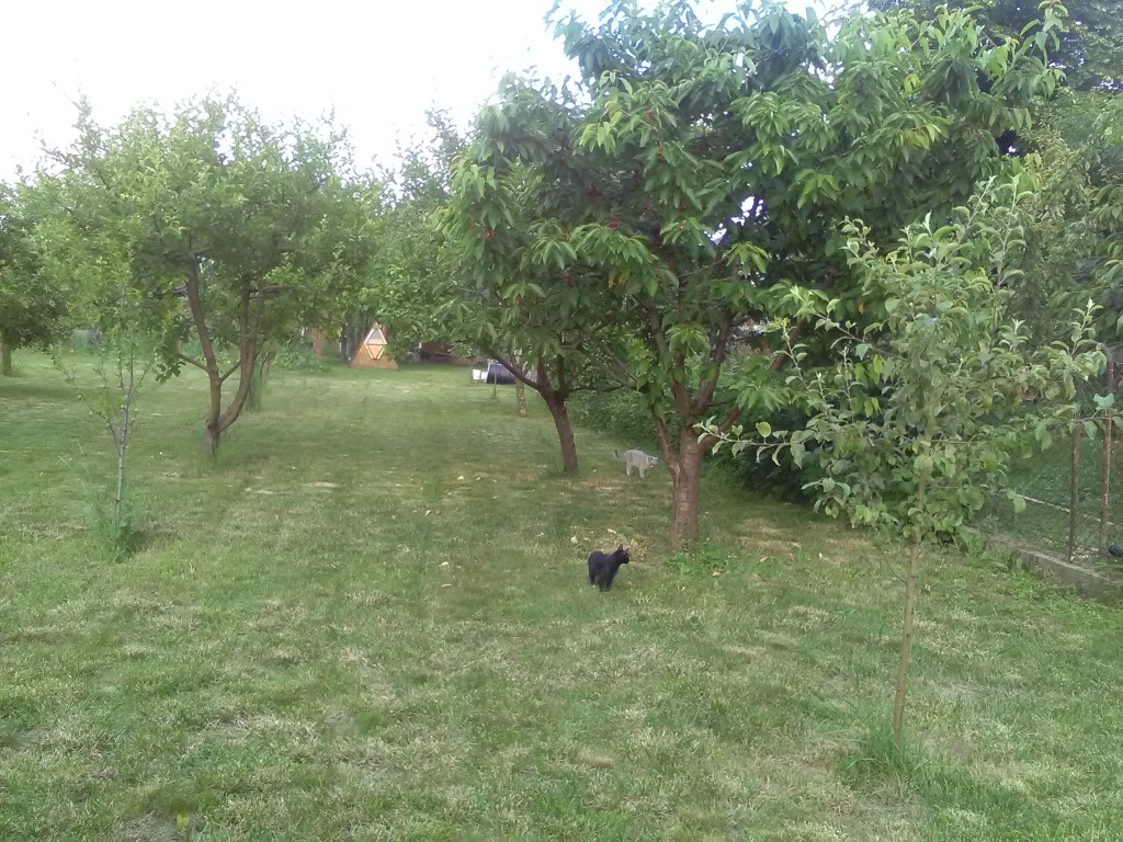 Cabana și curtea lui Dan