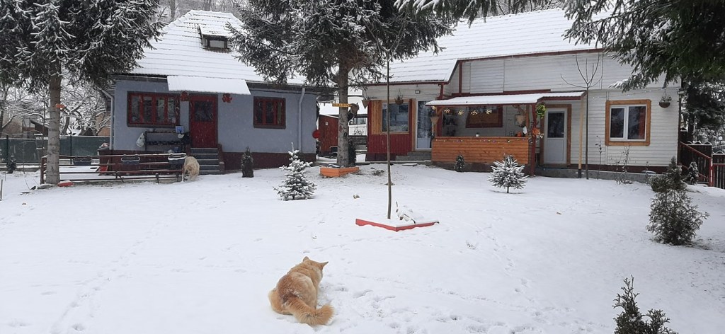 Cele două căsuțe din 1950, renovate de proprietar