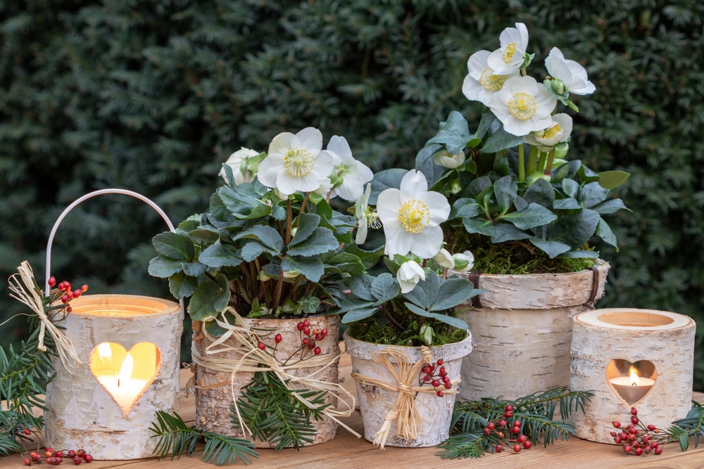 helleborus niger