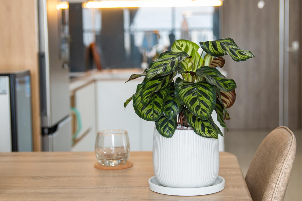 calathea ingrijire