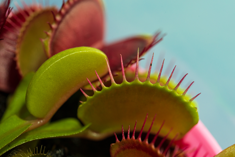 plante carnivore acasă