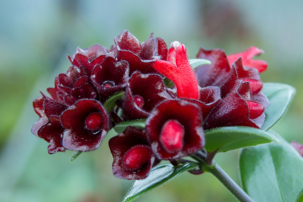 Aeschynanthus