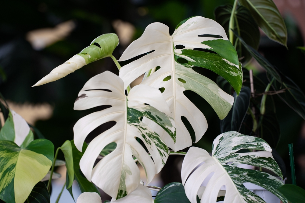 Monstera albo