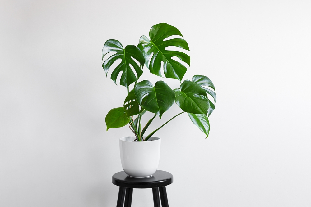 îngrijire Monstera Deliciosa