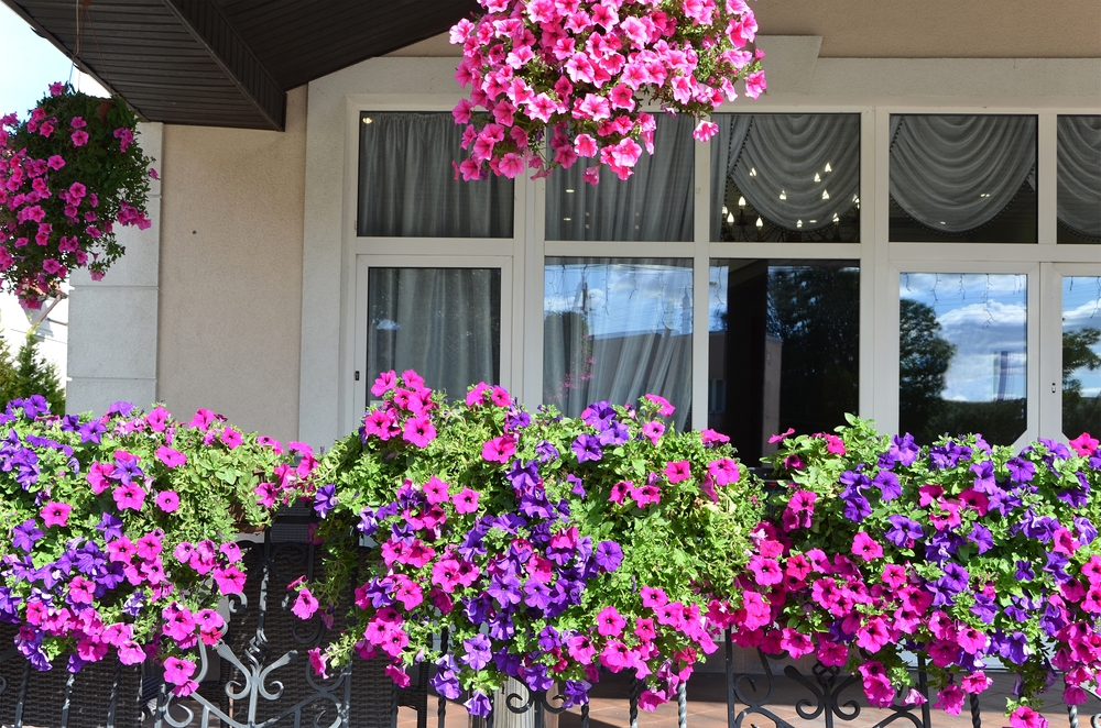Un balcon urban cu flori de primăvară în ghiveci, petunii roz și mov.