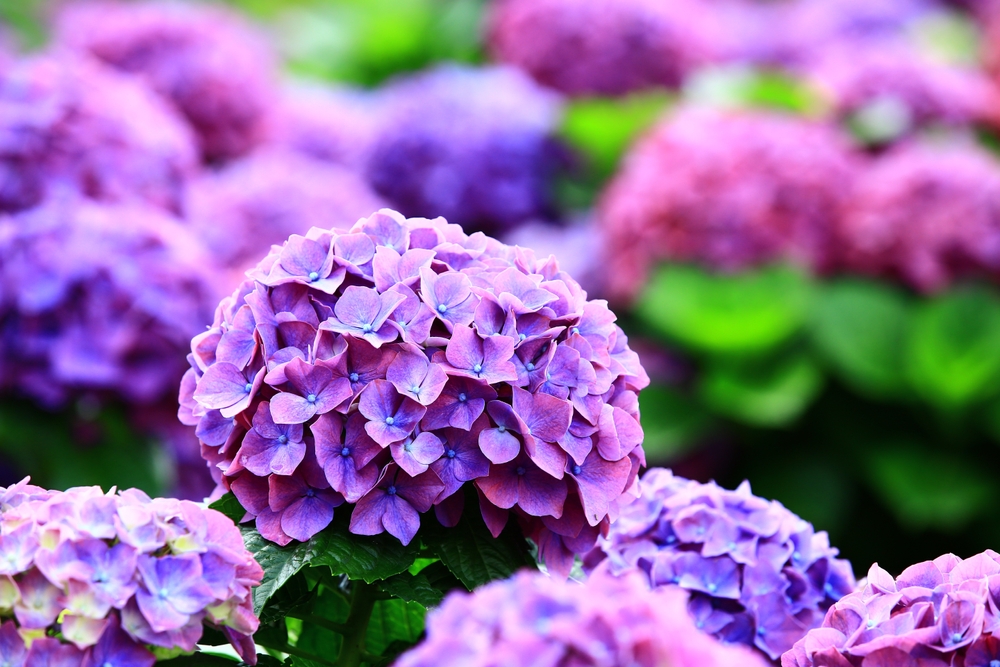 Hortensia de grădină