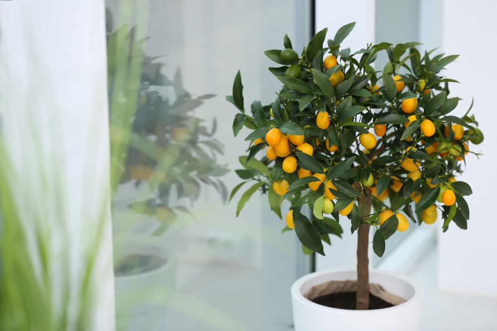 Un kumquat copăcel într-un ghiveci alb aproape lângă un geam în care se vede reflecția plantei.
