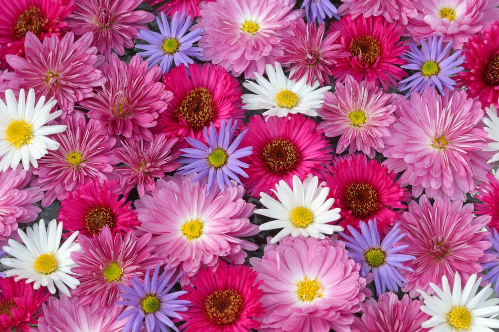 Multe flori de crizanteme colorate rosii, roz, lila și albe.