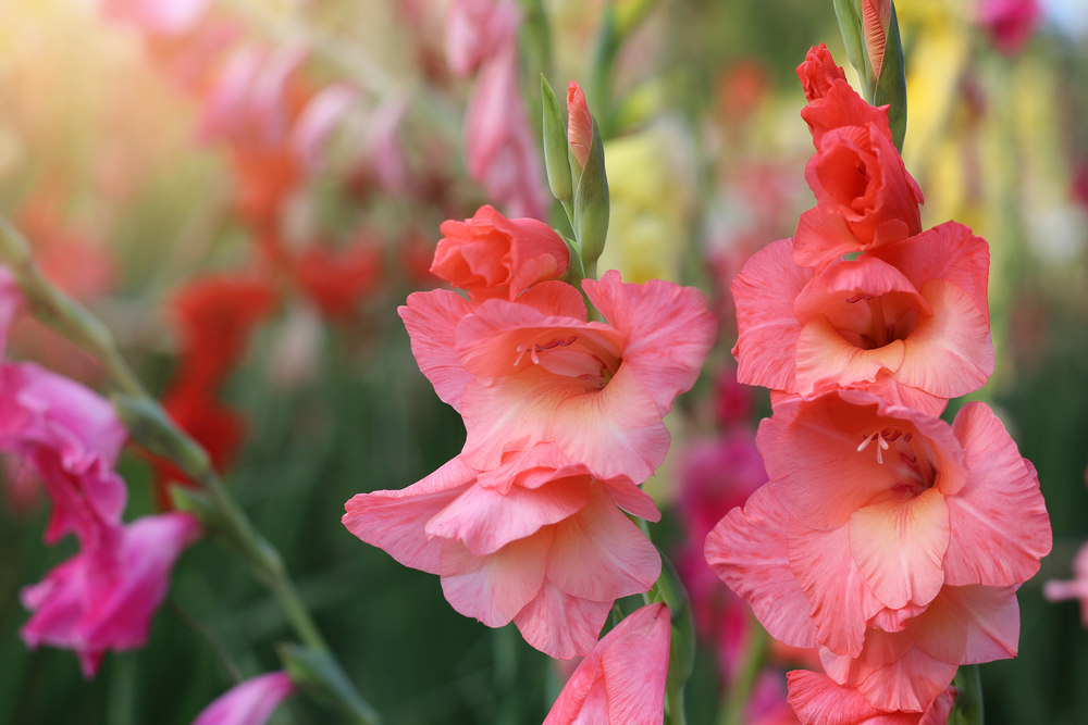 Îngrijire gladiole - gladiole cu flori cu roz și oranj în grădină