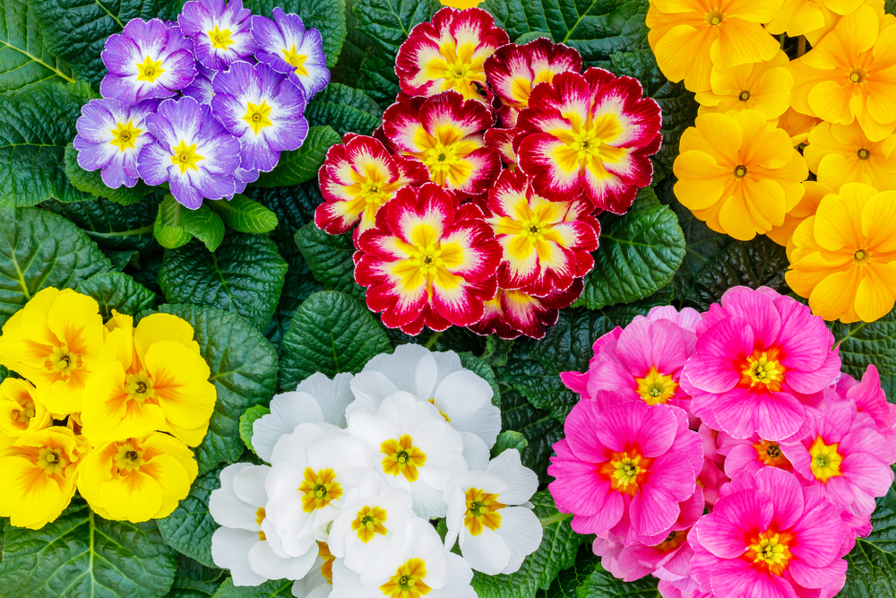 Primula îngrijire - multe primule de diverse culori fotografiate de deasupra.