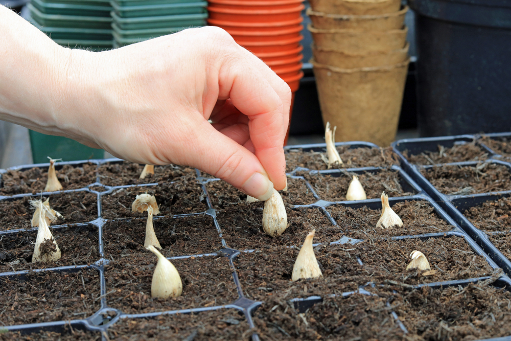 Când se plantează freziile: o mînă plantează bulbi de frezie în ghivece pentru răsaduri.