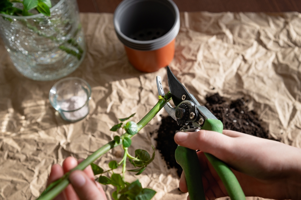 O femeie taie butași de trandafiri, alături cu ghivece, substrat și hormon de înrădăcinare