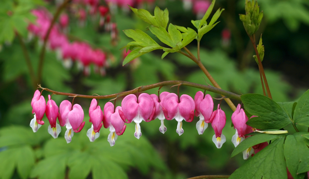 Flori roz cu alb de dicentra pe un fundal de grădină