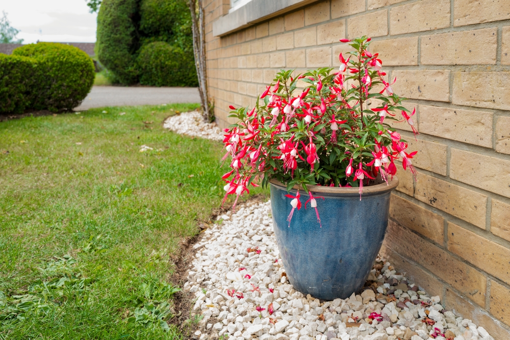 Un ghiveci albastru cu o plantă fuchsia (cerceluș) plină de flori roșii în grădină, pe o latură a casei.