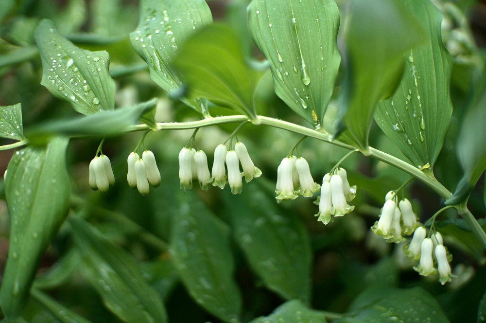 Flori albe mici și delicate atârnă pe o tulpină înfrunzită de Polygonatum