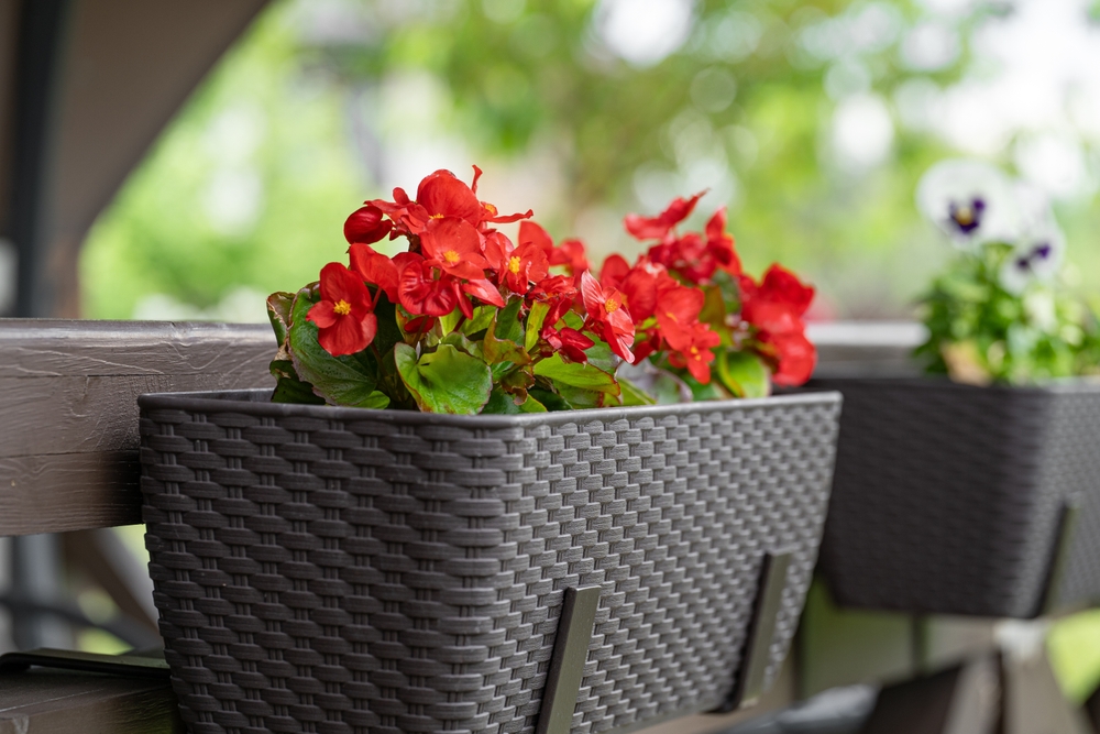 Begonia cu flori roșii într-un ghiveci dreptunghiular.