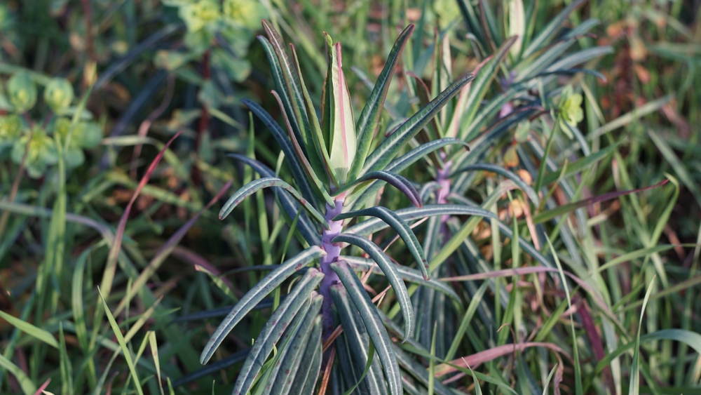 planta care alunga cartita