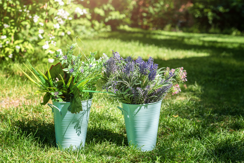 flori care rezista la soare si canicula lavanda