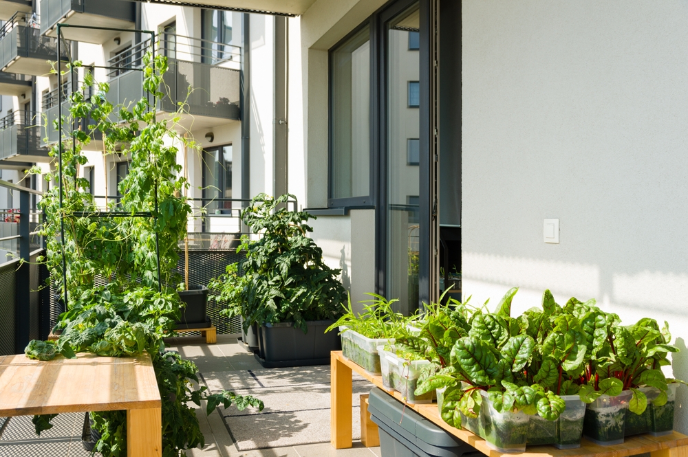 gradina urbana pe balcon