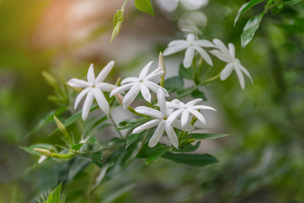 Iasomie stelară în grădină sub razele blânde ale soarelui