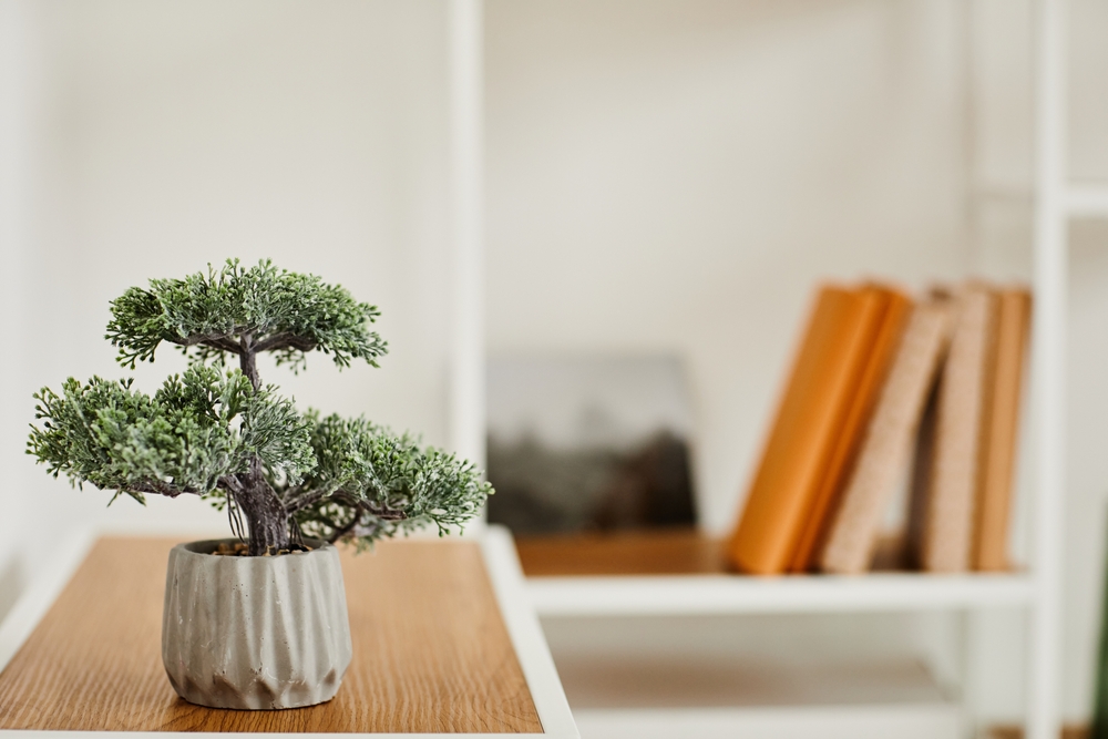 bonsai tinut in casa pentru a atrage energii pozitive