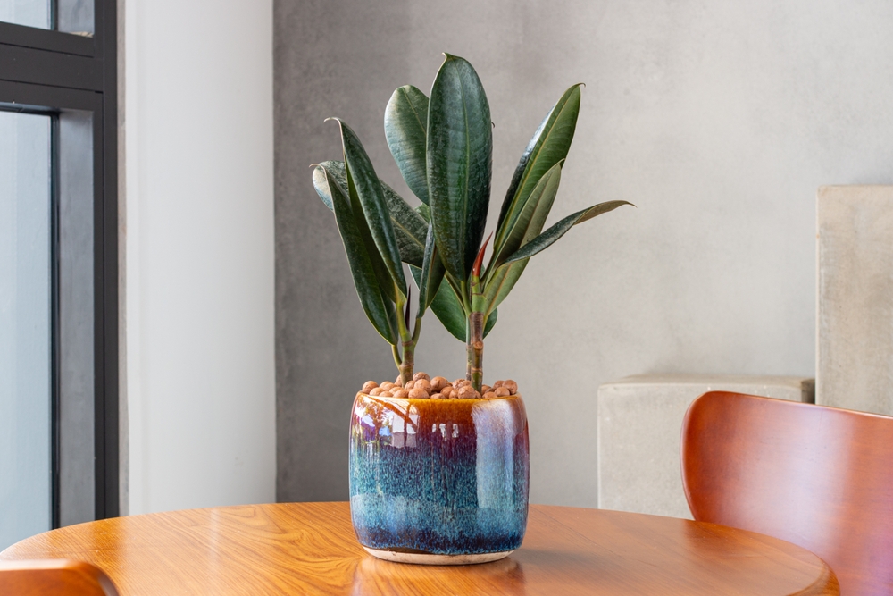 ficus in ghiveci in casa pe masa