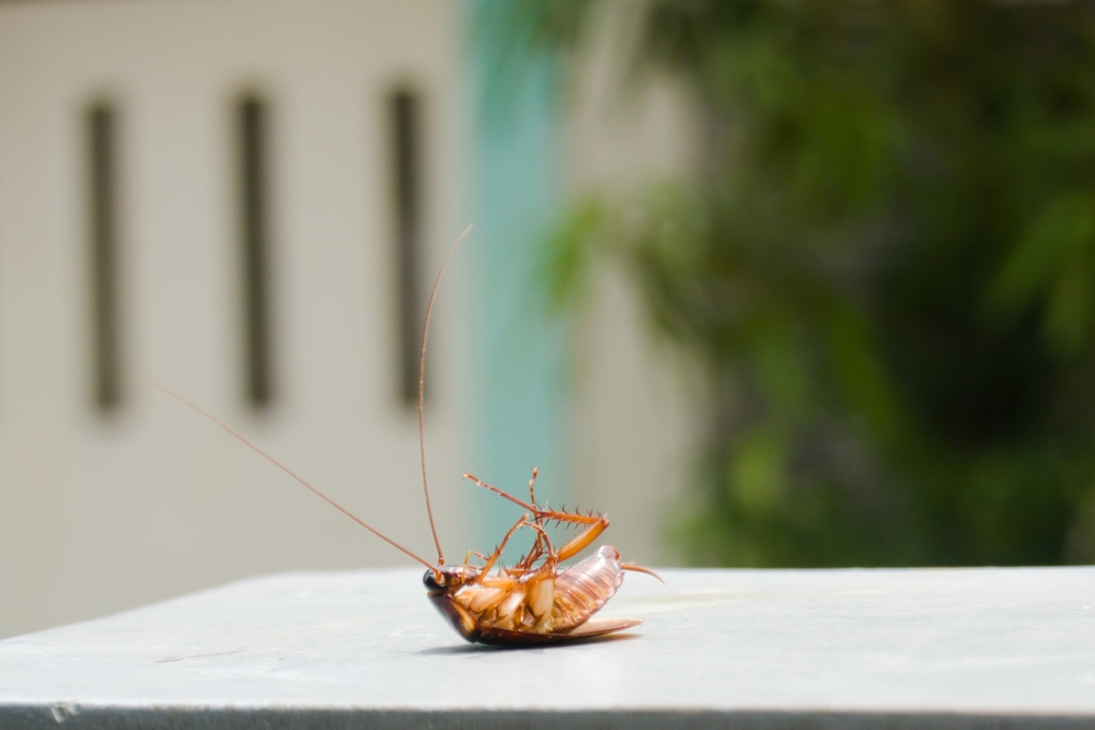 solutii eliminare gandaci de bucatarie