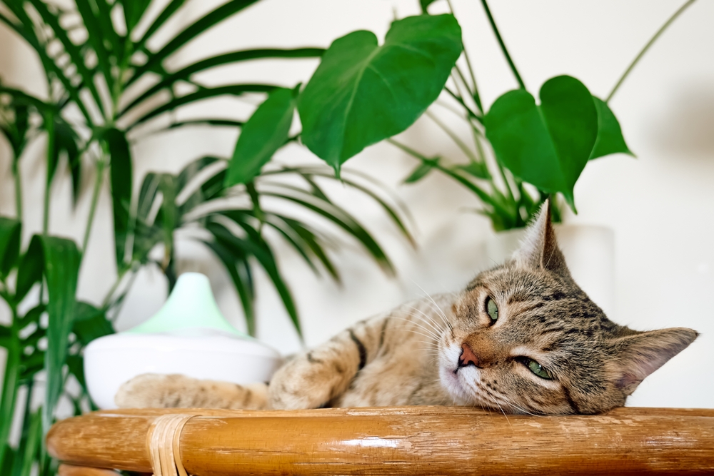 pisica lenesa incojurata de plante care pot sa ii fie toxice
