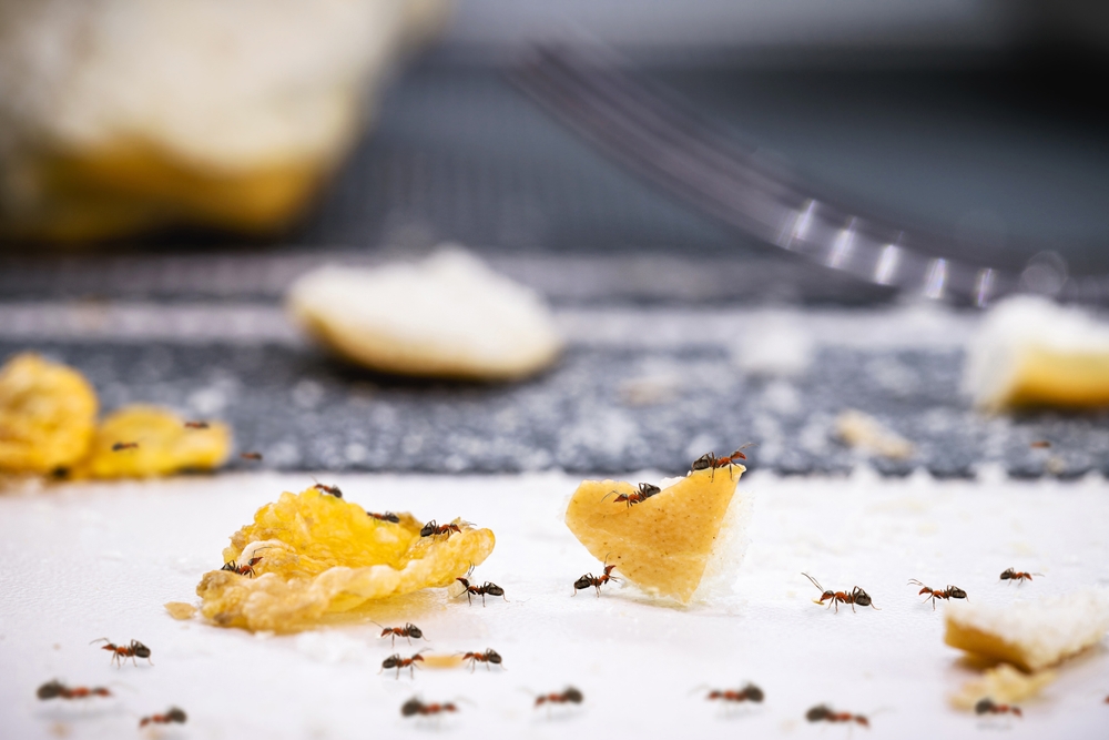 furnici in casa care invadeaza alimentele