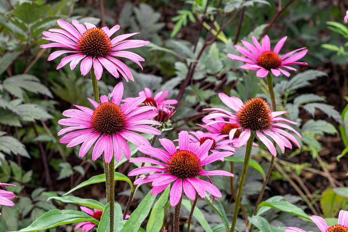 Flori de echinacea purpurii în grădină de toamnă.