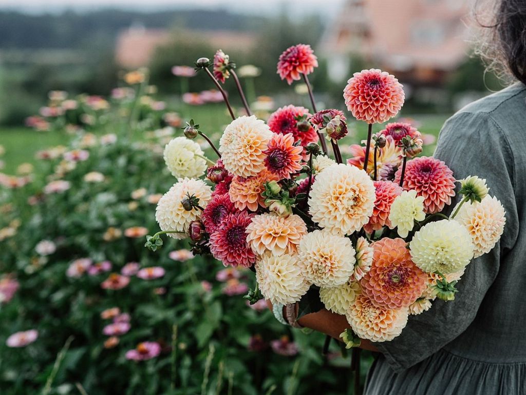 Cele mai frumoase flori de toamnă: O femeie ține în brațe un buchet de flori de toamnă privind spre grădină.