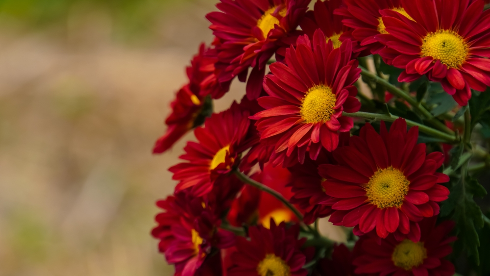 Dumitrițe flori de toamnă (sau crizanteme) roșii burgundy.
