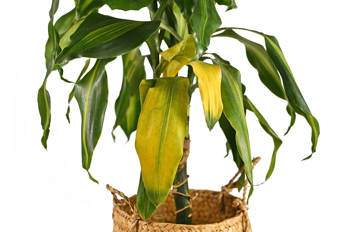 Dracena îngrijire: O plantă dracena cu frunze îngălbenite și bolnave.
