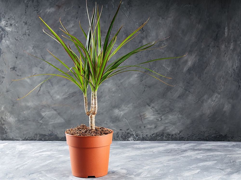 Dracena îngrijire: O plantă de dracena într-un ghiveci de teracotă pe o suprafață gri descris, pe un fundal gri închis.