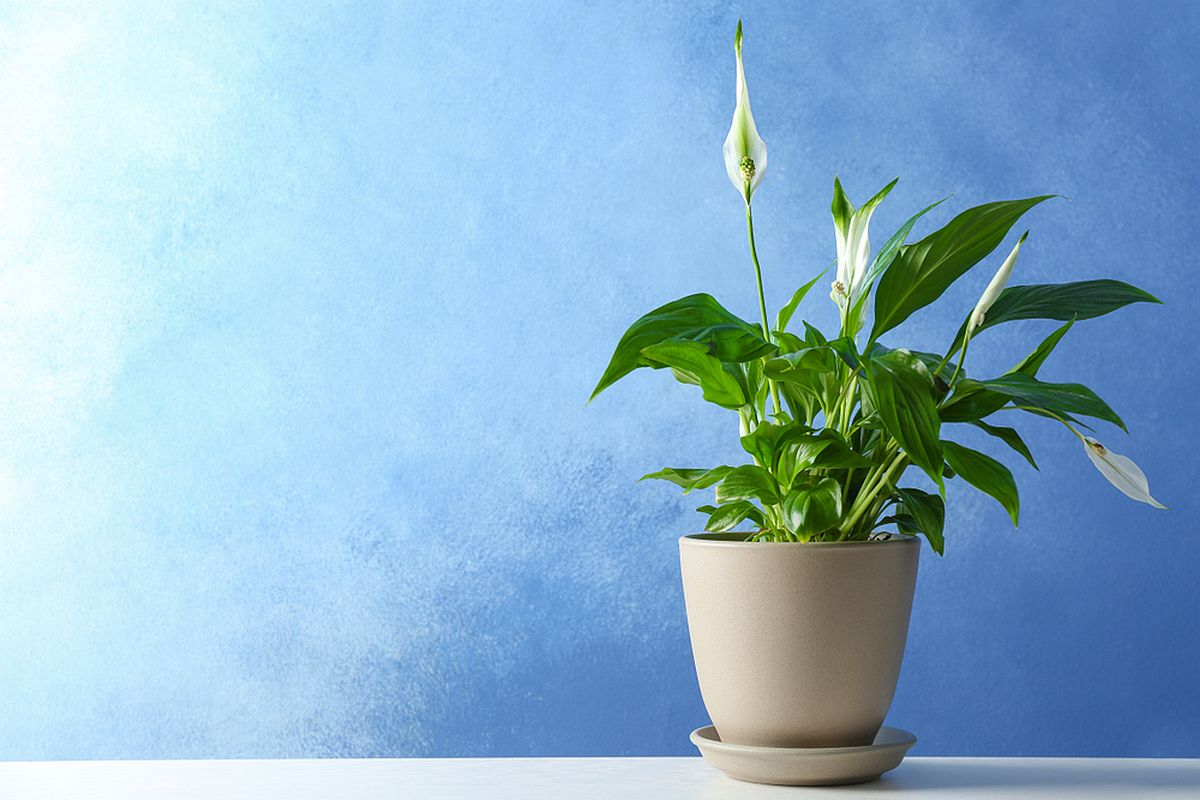 Plante care absorb umiditatea: crinul păcii înflorit într-un ghivec crem pe o masă albă, în fața unui perete albastru.