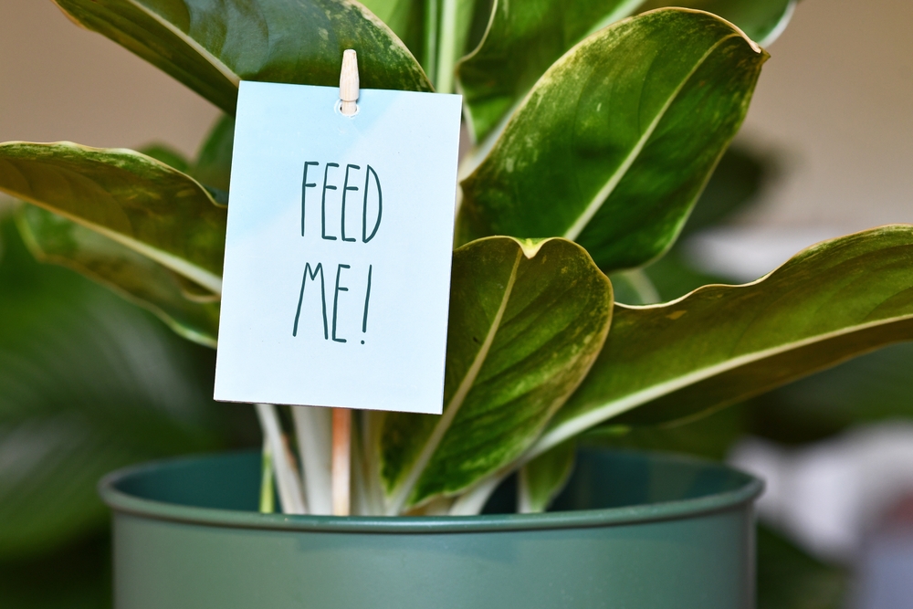 Un ficus în ghiveci verde cu un semn înfinpt în pământ pe care scrie Feed Me (hrănește-mă) - concept pentru fertilizare plante.